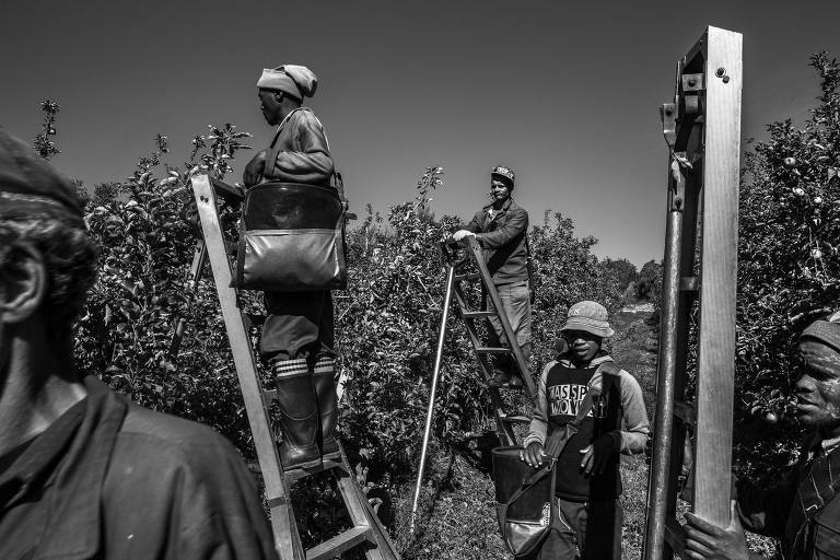 Agricultores negros trabalhando em período de colheita
